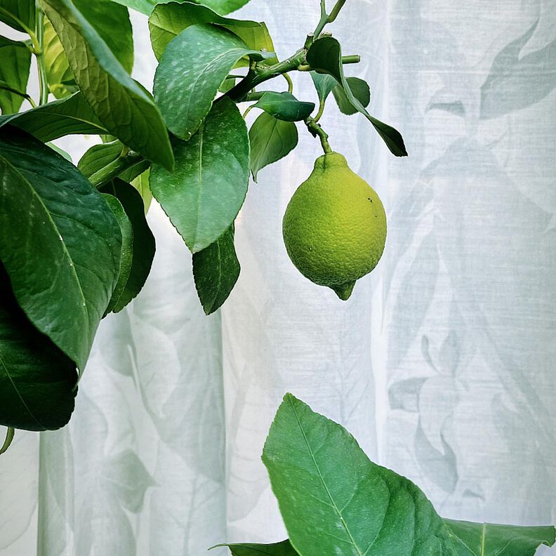 Outdoor Tecido para cortinados Folhas 315 cm  – cinzento-prateado,  image number 8